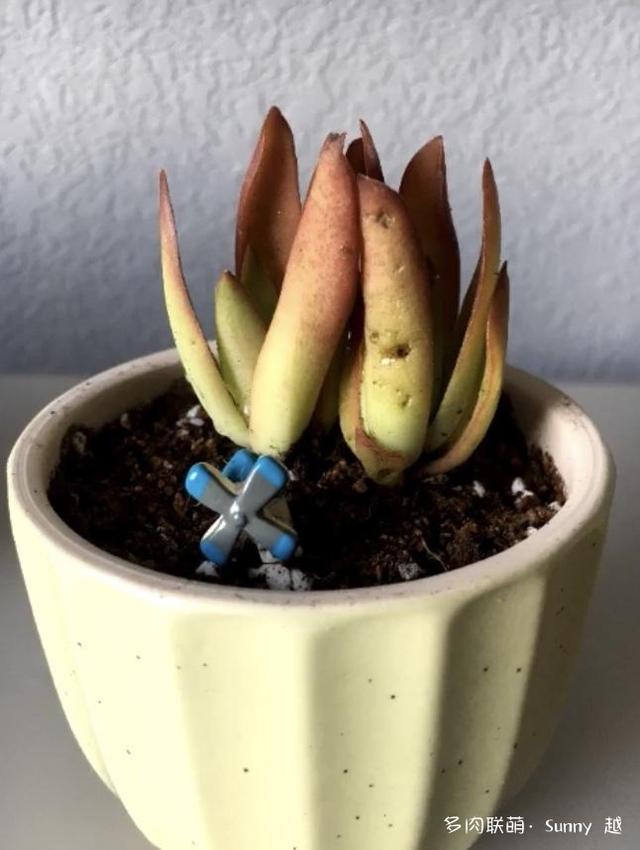 爱肉爱宝，不离不弃，未来可期