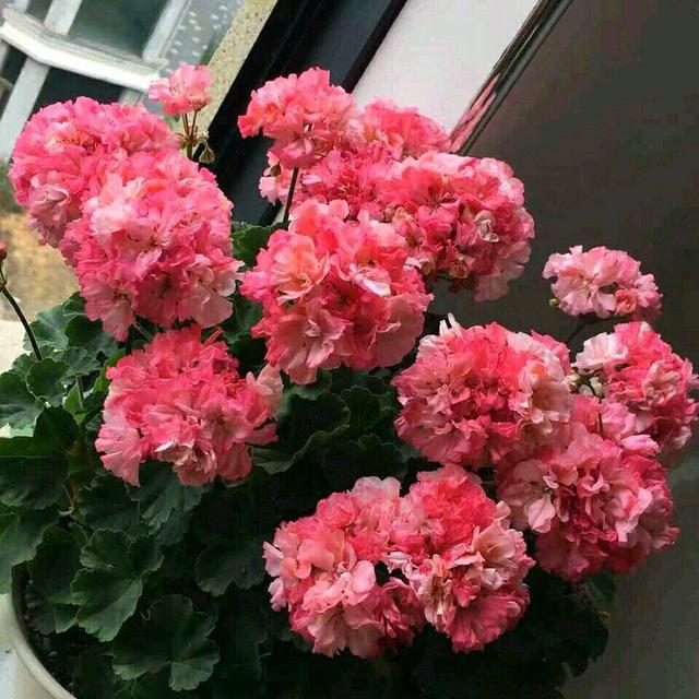 4种花“常年开放、有香味”，家里养1盆，年年有花看
