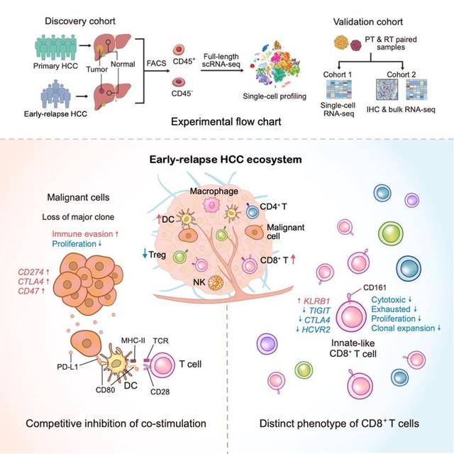 专家揭示早期复发肿瘤免疫图谱，为肝癌复发转移防治提供依据