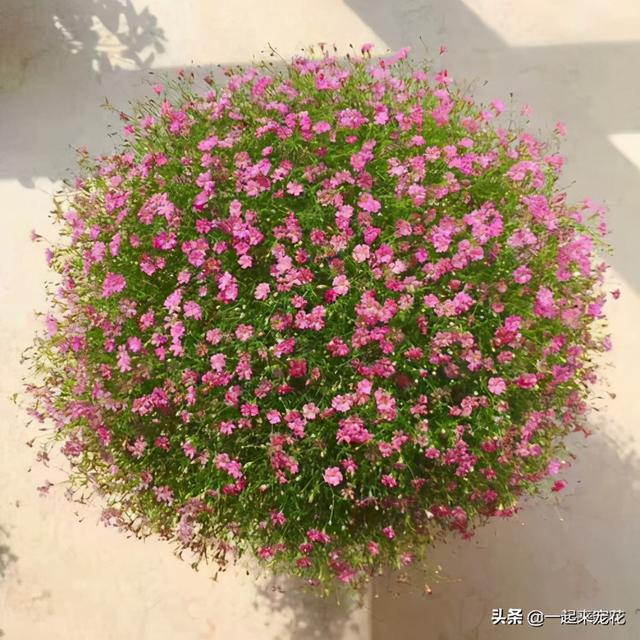 11月养花选它，花期长开花美，适合新手，值得拥有