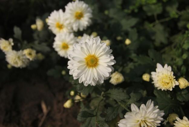 神农本草图经，薯蓣 菊花 甘草 人参 石斛 石龙芮