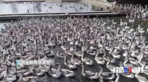 卤鹅|一个原本不产牛的地方，却把牛肉火锅做成“中华名小吃”！潮汕如何做到的？