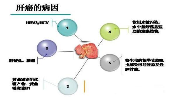 酒精性肝病|“沉默”的肝脏需要细心呵护！乙肝并不可怕