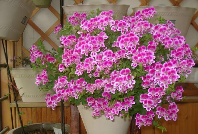 没暖气，忒冷？养花别着急，3个窍门教你，零下20度也不挨冻