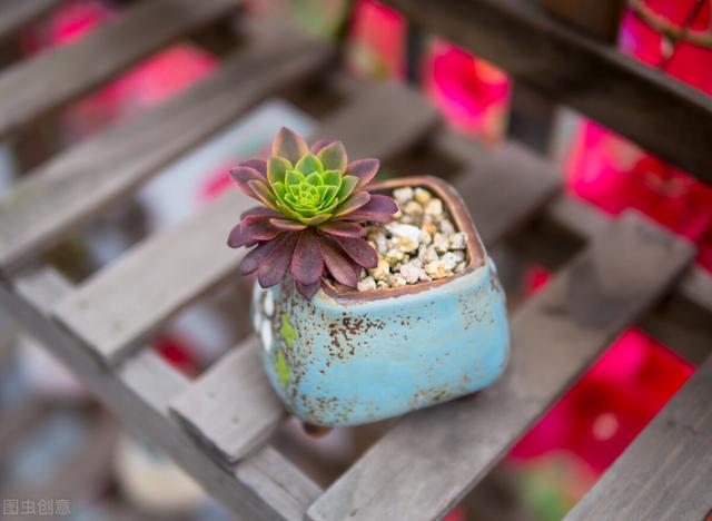 养多肉小苗，“偏心”一点，容易养成大苗