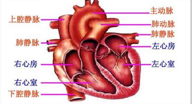 左心室|心脏是否健康，心脏彩超能告诉你！2步带你看懂报告单，心里有底