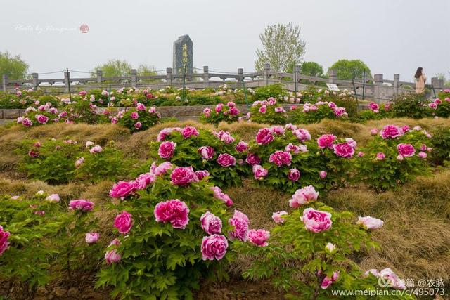 【旅行百事通】无人机航拍牡丹花海,洛阳这些景区你认出来了吗?
