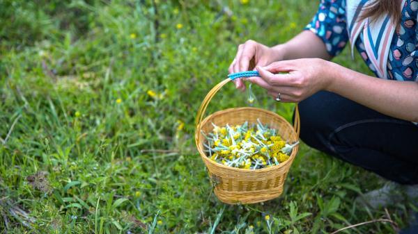 黄花|保山龙陵：清明“食”节，回味儿时那口香糯的黄花团子味