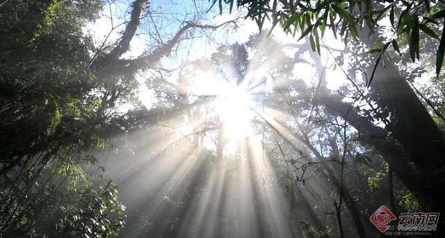 云南文山老君山:天然氧吧 避暑胜地