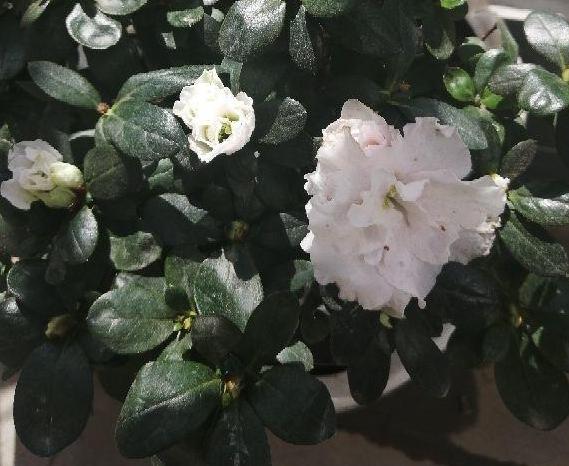 养杜鹃花，注意此3点，不掉一片叶，花朵颜色鲜艳