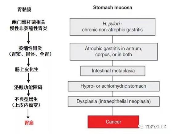 检查|一定要知道！发现消化道肿瘤的“武器”就是这项检查