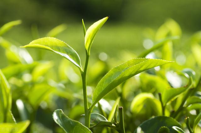 六种茶叶效果不同要注意，有七种人不建议喝茶