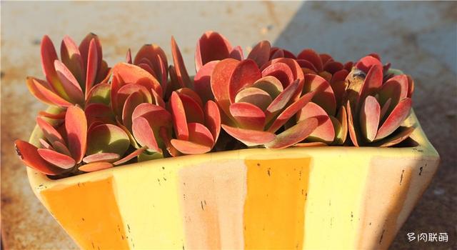 唐印，从绿得像菜，到红得真萌