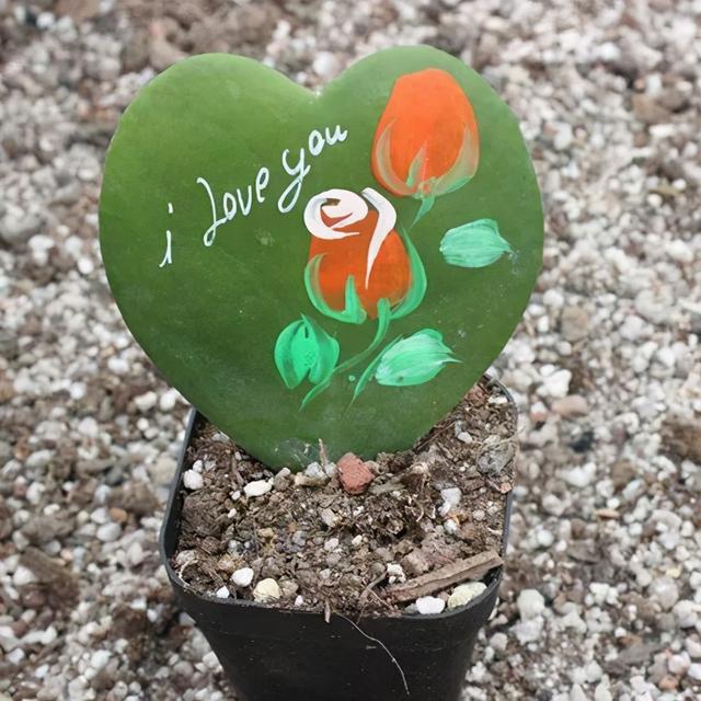 冬天就养耐阴花，没光也能开爆盆，扔角落自己疯长