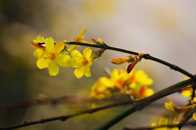 盆栽迎春花修剪3要素，花后及时剪，株型美，下次开花翻倍