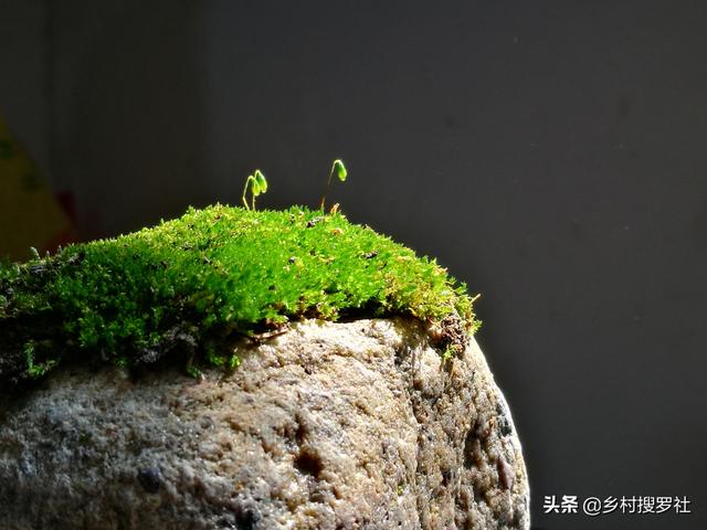 养兰花|种植兰花的盆面如何养苔藓？兰友：怪不得以前养不好兰花