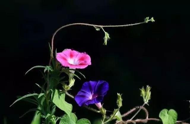 Learning to be Quiet, Understanding Silence, and You Win