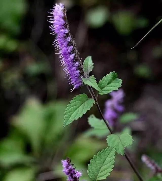 地被花卉篇——雨水花园里的植物们
