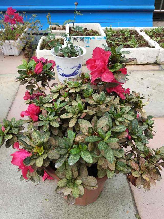 11月天气干旱，花卉容易生虫，自制杀虫水远离虫害