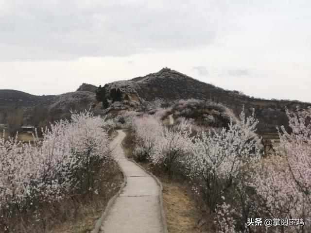 「玩乐足迹」春天里的凤翔