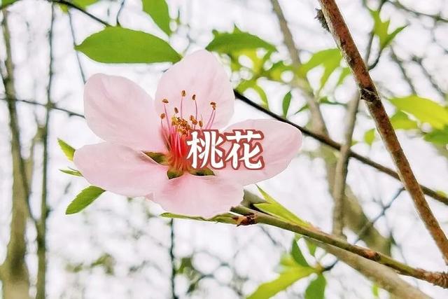 答案|春天来啦！我宣布：上海人“花痴”等级考开始！全答对算侬结棍