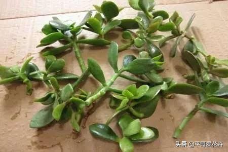 长寿花枝条|花败后的长寿花怎么养？想要“开花不断”，这些处理细节都不能少