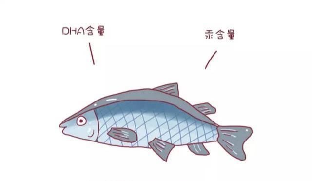 你的育儿经|不是所有的鱼吃了都能让宝宝变聪明,这几种鱼是黑名单,你知道吗