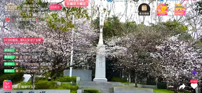 [太平洋电脑网]在家也能赏武大樱花淘宝/微博连播10天