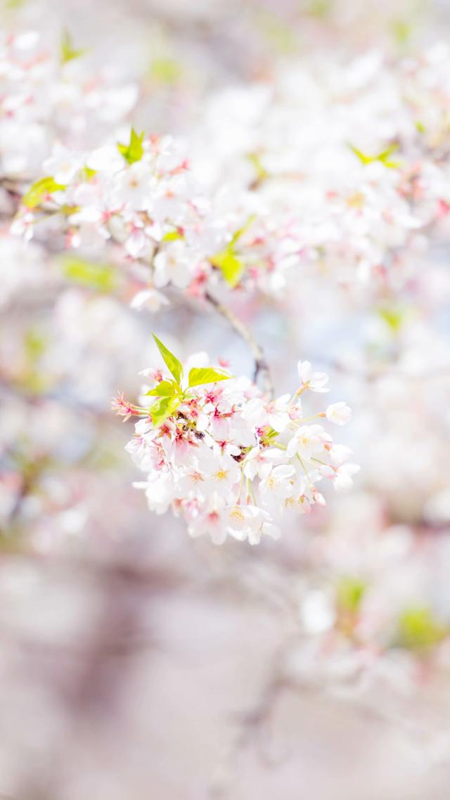 「玩乐足迹」倘若有你在，春天该多好，武汉樱花盛开