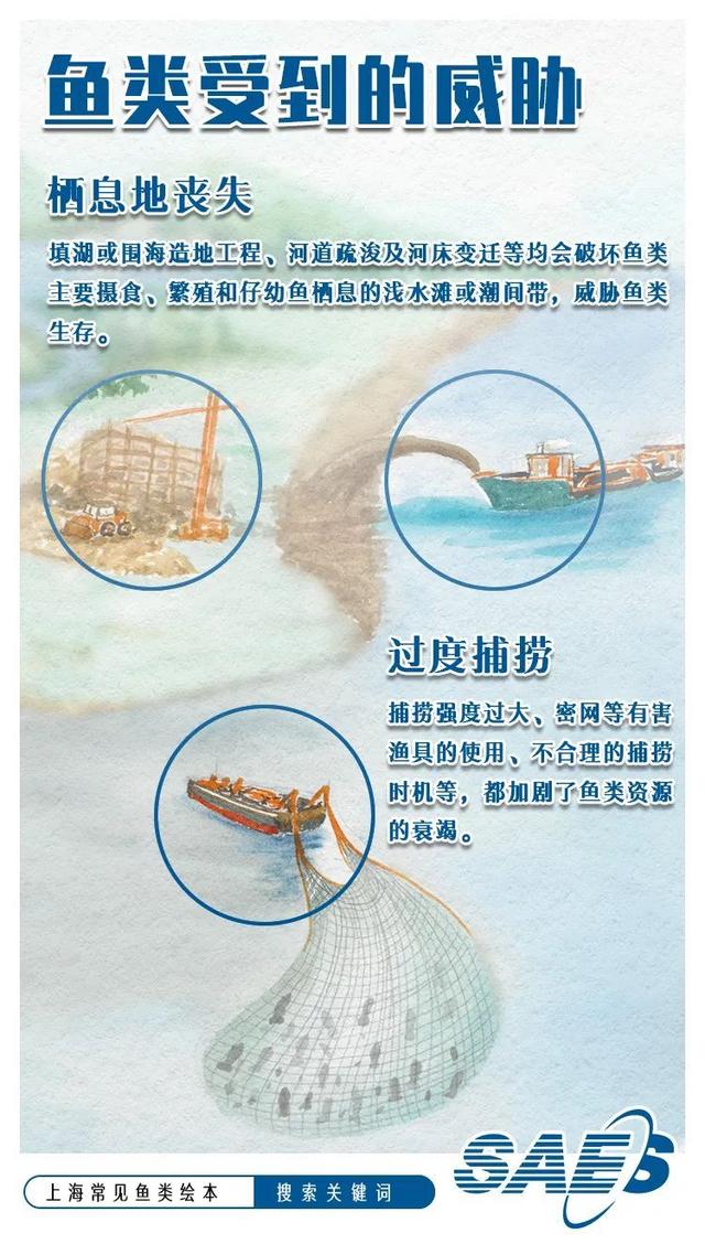 又双叒叕！《上海常见鱼类绘本》重磅出炉