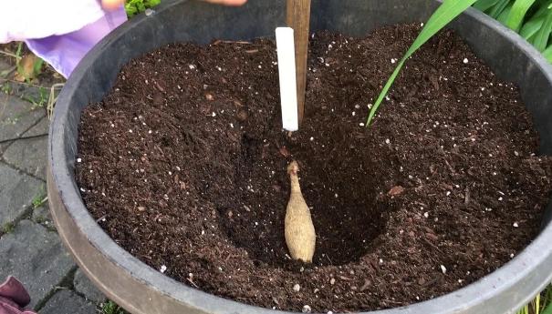 入冬后，院子里栽种的大丽花，这么整治一番，来年才能顺利开花