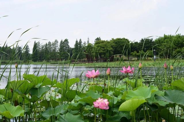 上观新闻|藏太深,原来《微微一笑很倾城》等热门影视剧取景地都在这些公园里