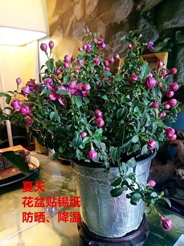 红蜘蛛|这10种花，年年收空盆，没点经验还真不敢养