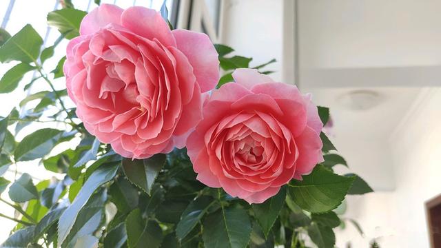 8种优秀的微型月季，专为阳台盆栽而生，家里养一株，四季有花看