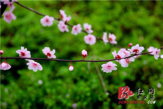 红网▲东安:梅花开 游人来