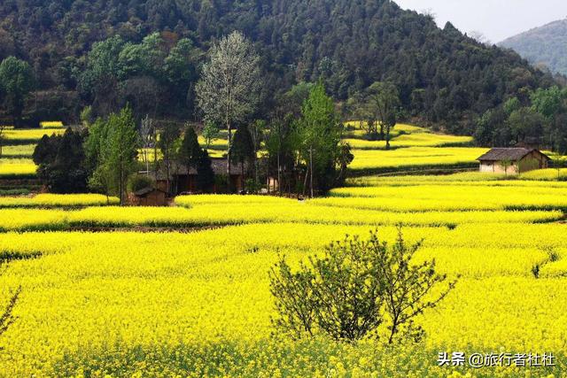 「约吗旅行」百万亩油菜花盛开，处处诗情画意，致最美的汉中油菜花