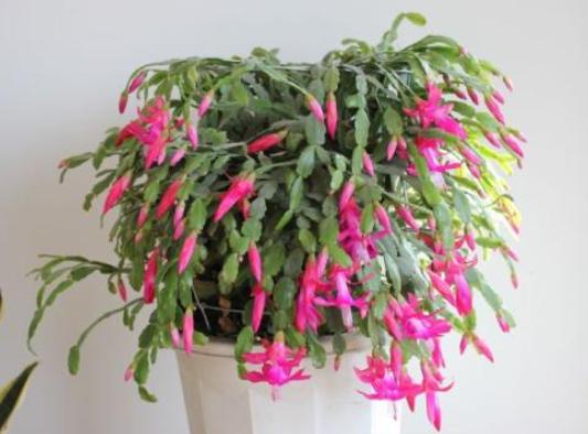 12月蟹爪兰要开花，4件“小事”不要做，否则直接落花苞