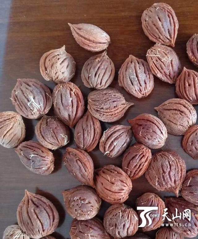 新疆本地土桃的果核.图/受访者提供