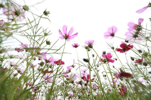 #约吗旅行#花又开好了!海盐开发区百亩花田盛情绽放