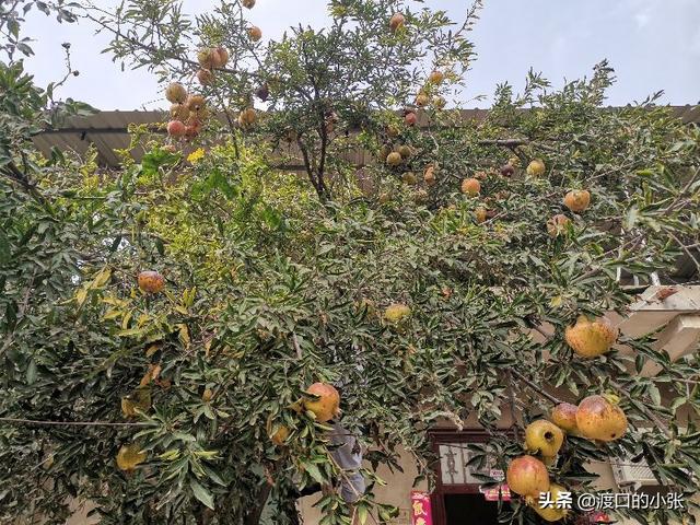 兄弟姐妹十一回到农村，拍了家里瓜果丰收的场景，你回去了吗