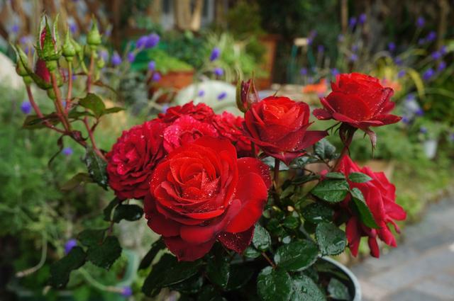 8种优秀的微型月季，专为阳台盆栽而生，家里养一株，四季有花看