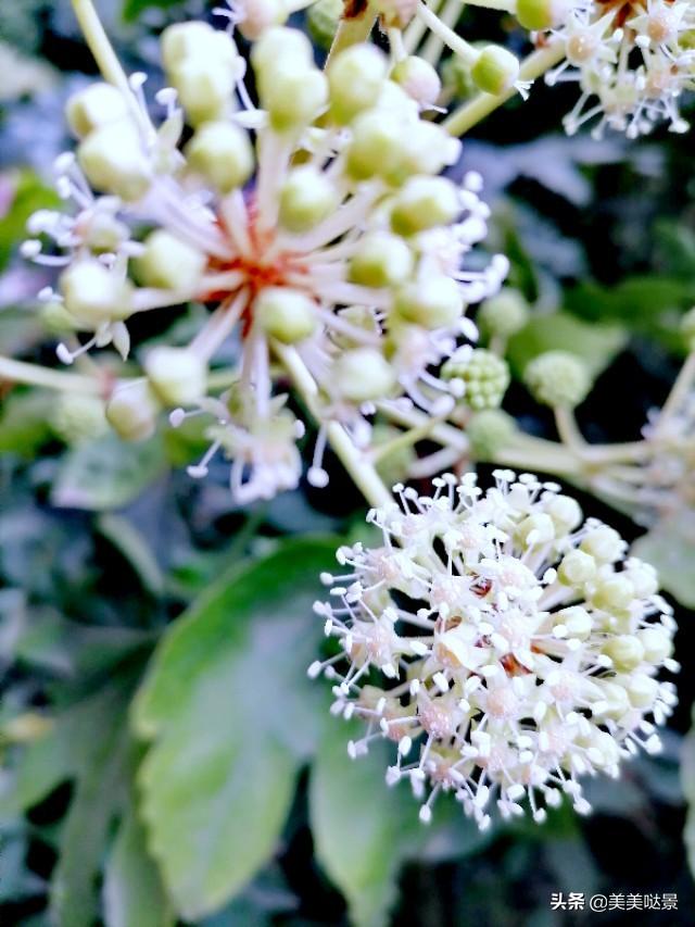 美丽的八角金盘花，花朵更加靓丽迷人，优雅别致