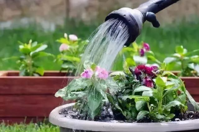 只要花卉黄叶就用硫酸亚铁？错！黄叶也分情况，合理使用才行