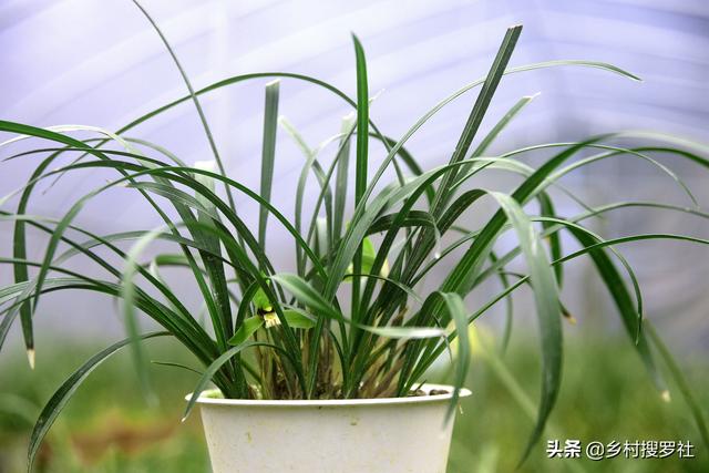 小寒，江南地区一年最冷的时候，兰花浇水的技巧来了