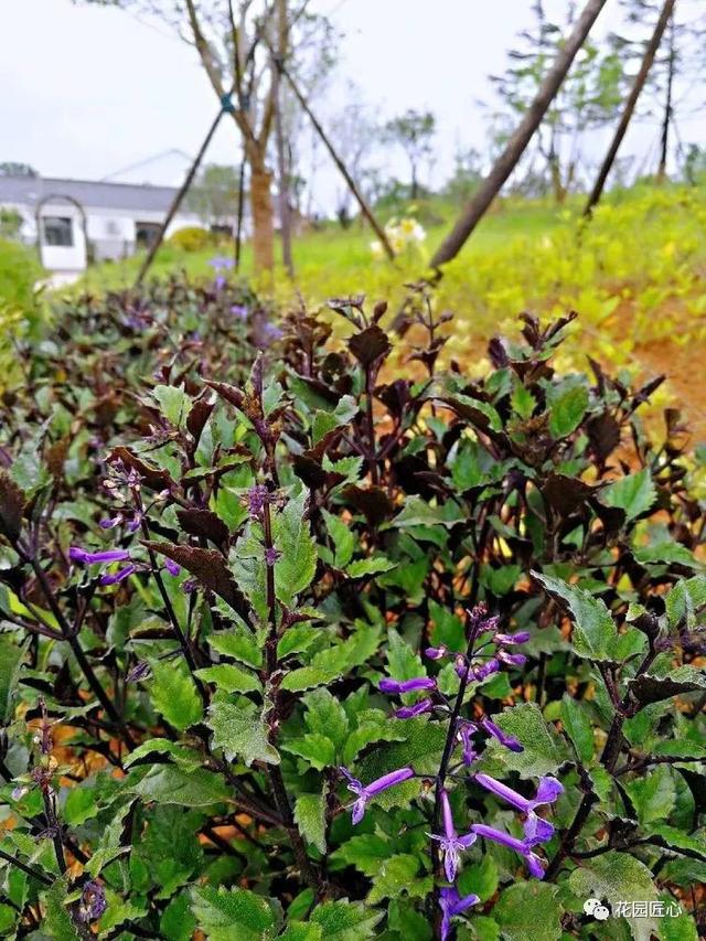 佳语姐的6月花事