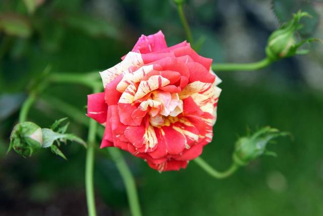 月季生病不用担心，按步骤修剪，恢复快照样开花