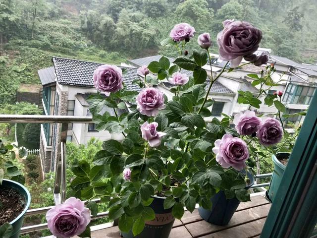 新手养月季，这款很合适，抗病能力强，丰花勤花，花开时满室飘香