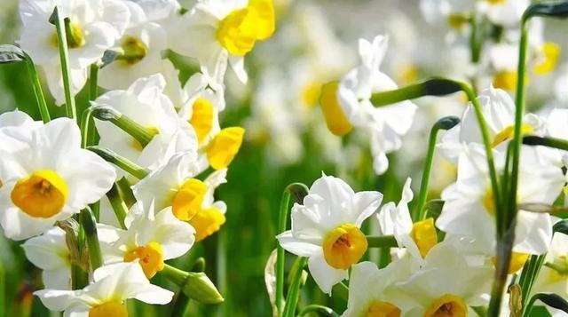 水仙花|水仙竟然只开花不结果？原因在此