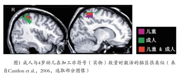 脑科学与教育 | 幼儿也有“数学脑”！发展幼儿数学能力，从这几方面入手