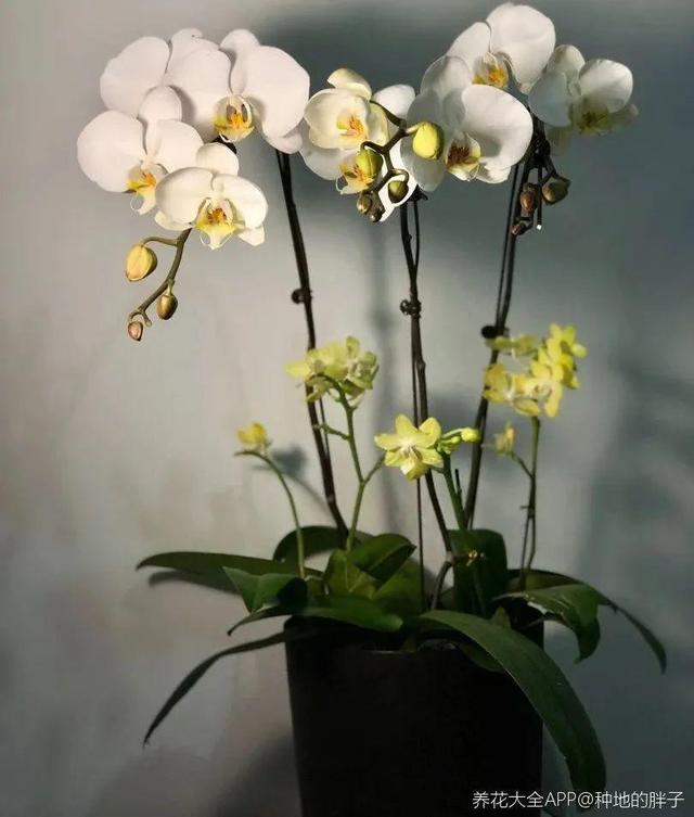 冬天就养耐阴花，没光也能开爆盆，扔角落自己疯长